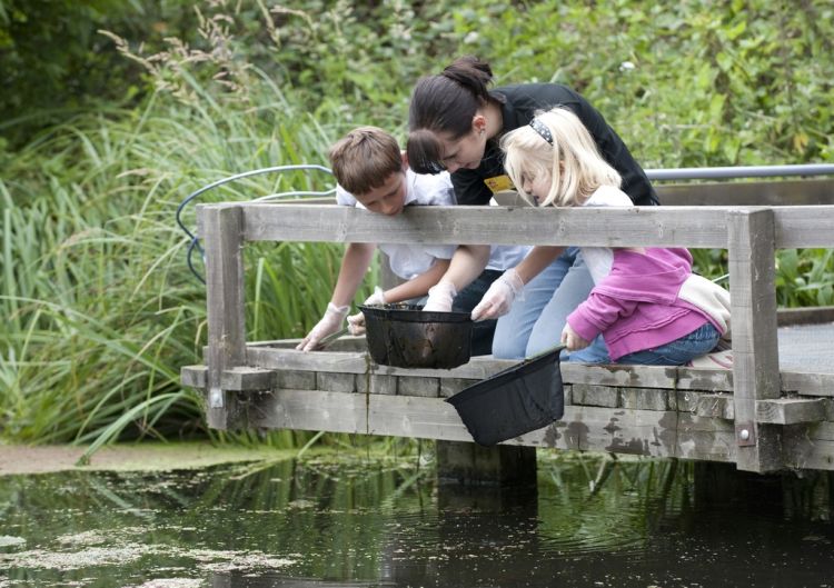 Self-Led Pond Dipping at RSPB Rye Meads