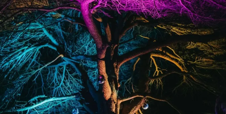 Stockwood Illuminated