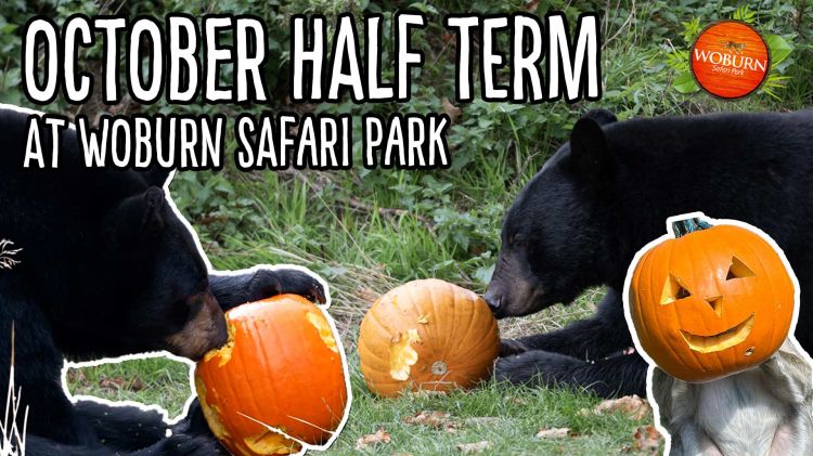 October Half Term at Woburn Safari Park 🎃👻